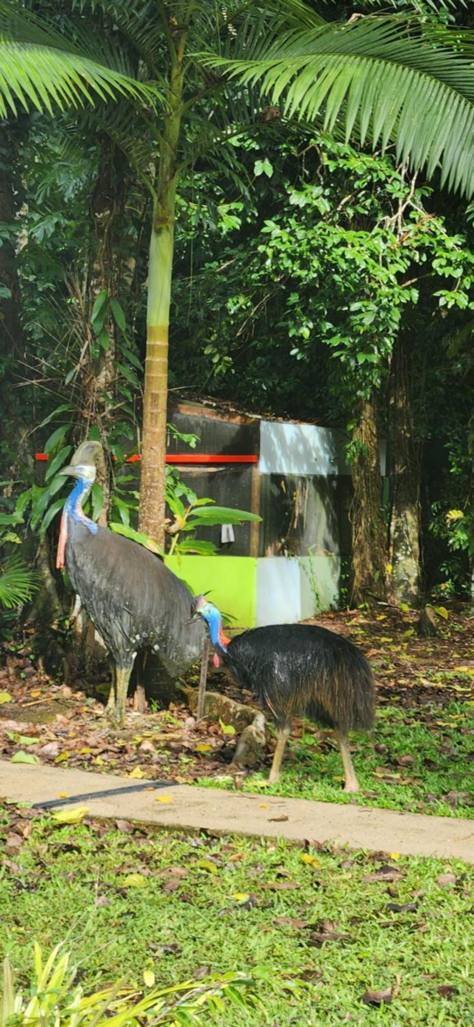 Daintree Siesta Villa Diwan Buitenkant foto