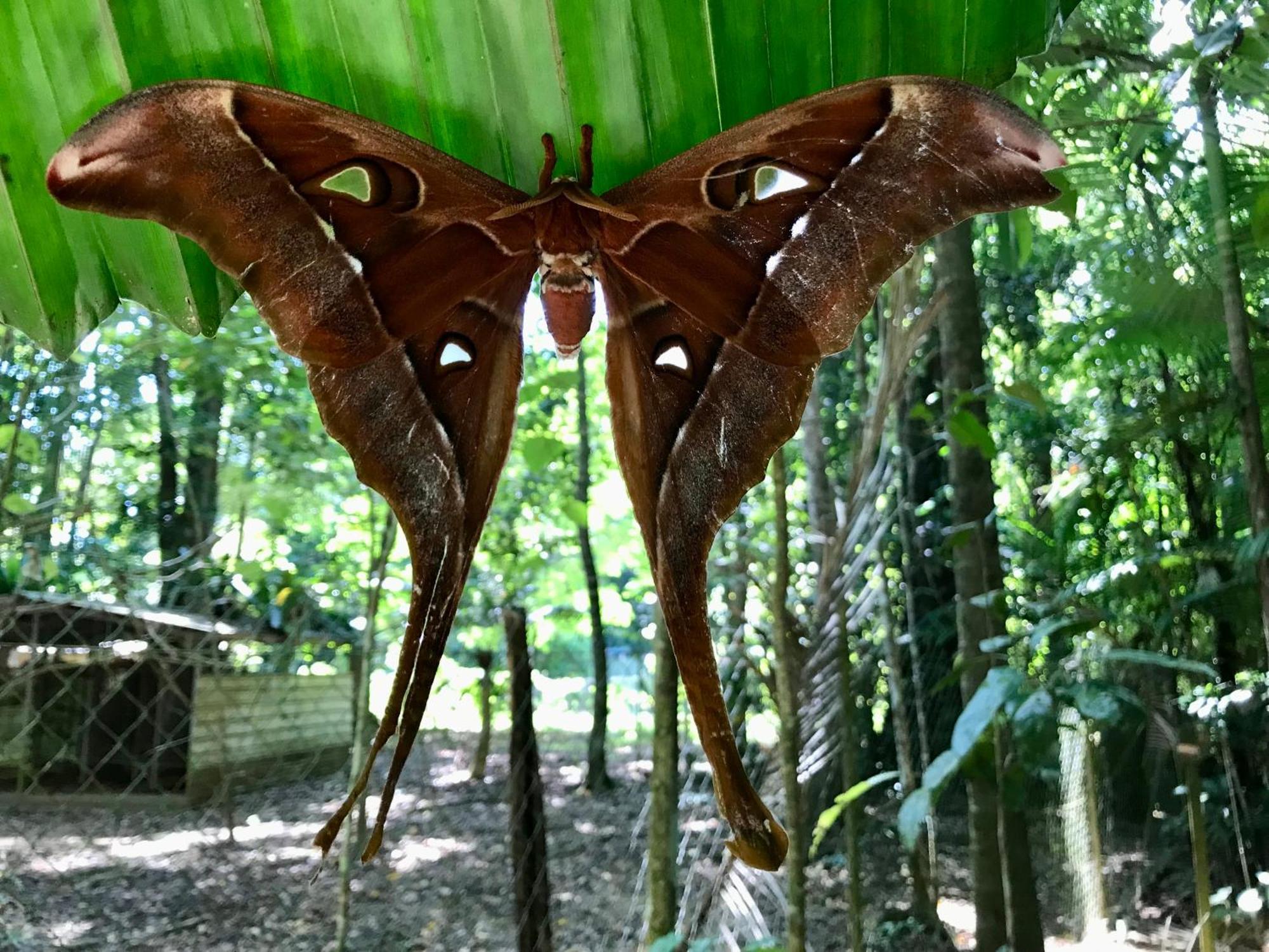 Daintree Siesta Villa Diwan Buitenkant foto